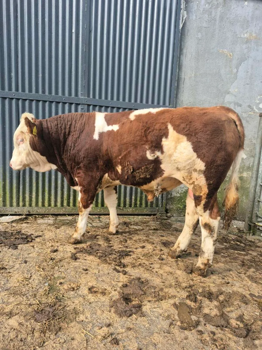Fleckvieh bull - Image 1