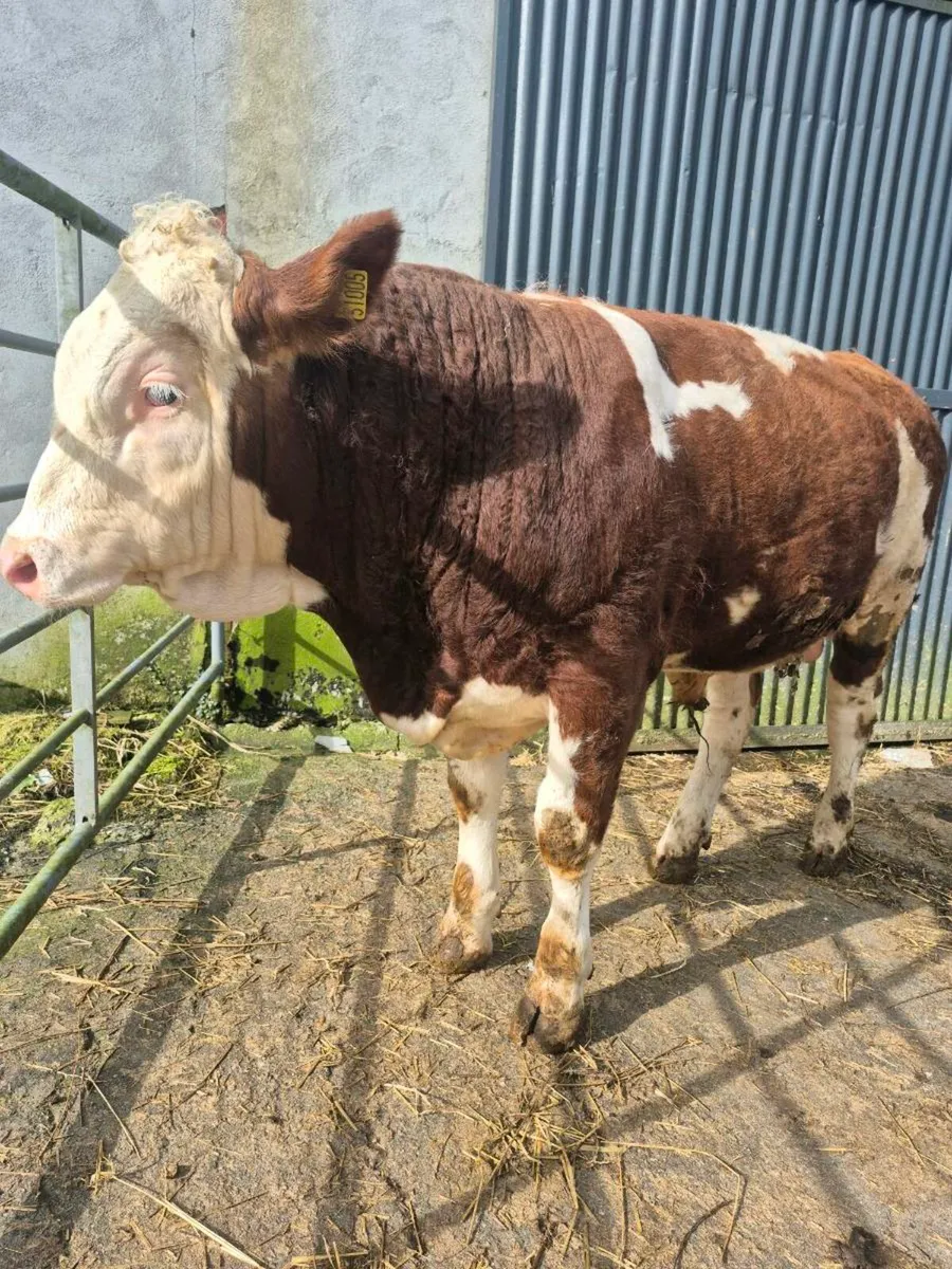 Fleckvieh bull - Image 2