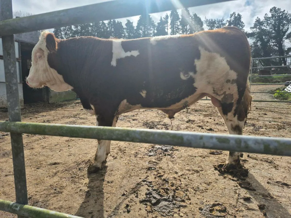 Fleckvieh bull - Image 3