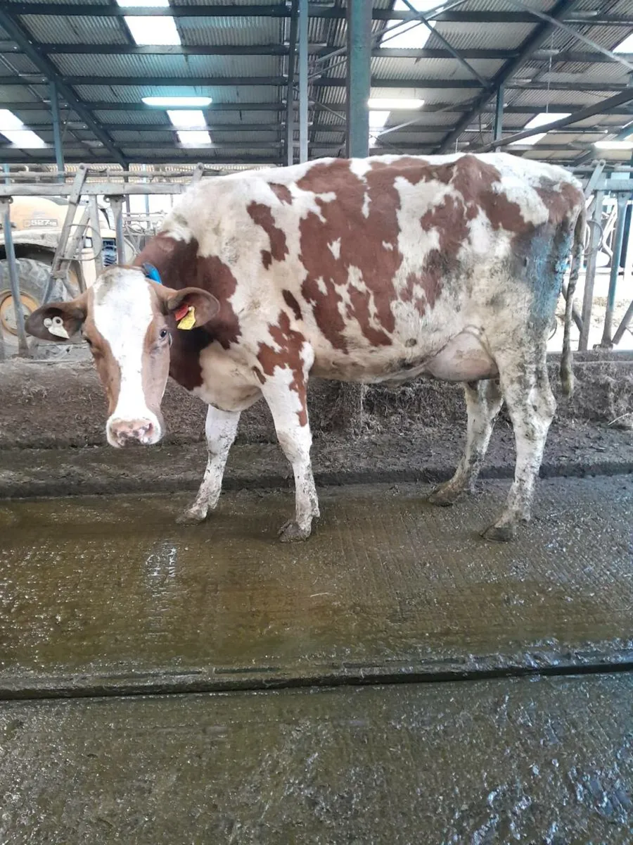 Pedigree calved heifers - Image 1