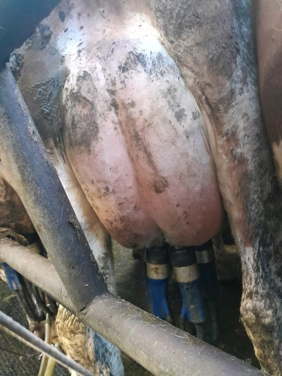 Pedigree calved heifers - Image 2
