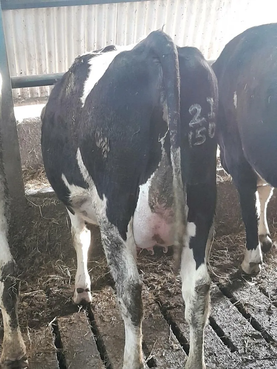 Pedigree calved heifers - Image 3