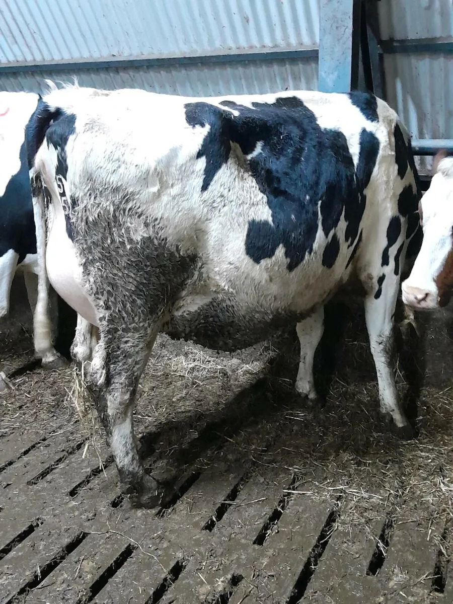 Pedigree calved heifers - Image 4