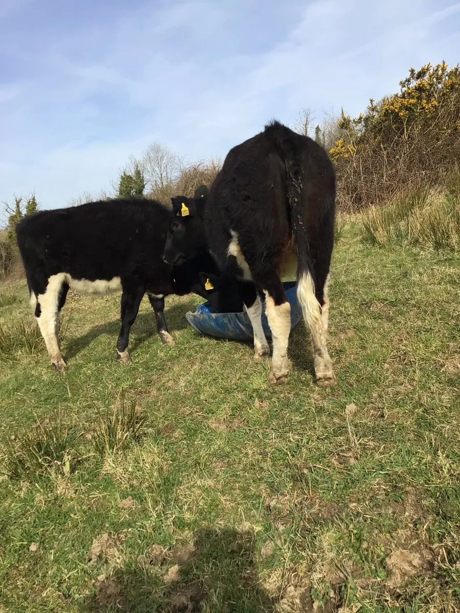 2 AA Heifers FOR SALE **** - Image 2