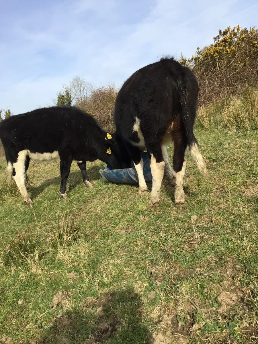 2 AA Heifers FOR SALE **** - Image 3