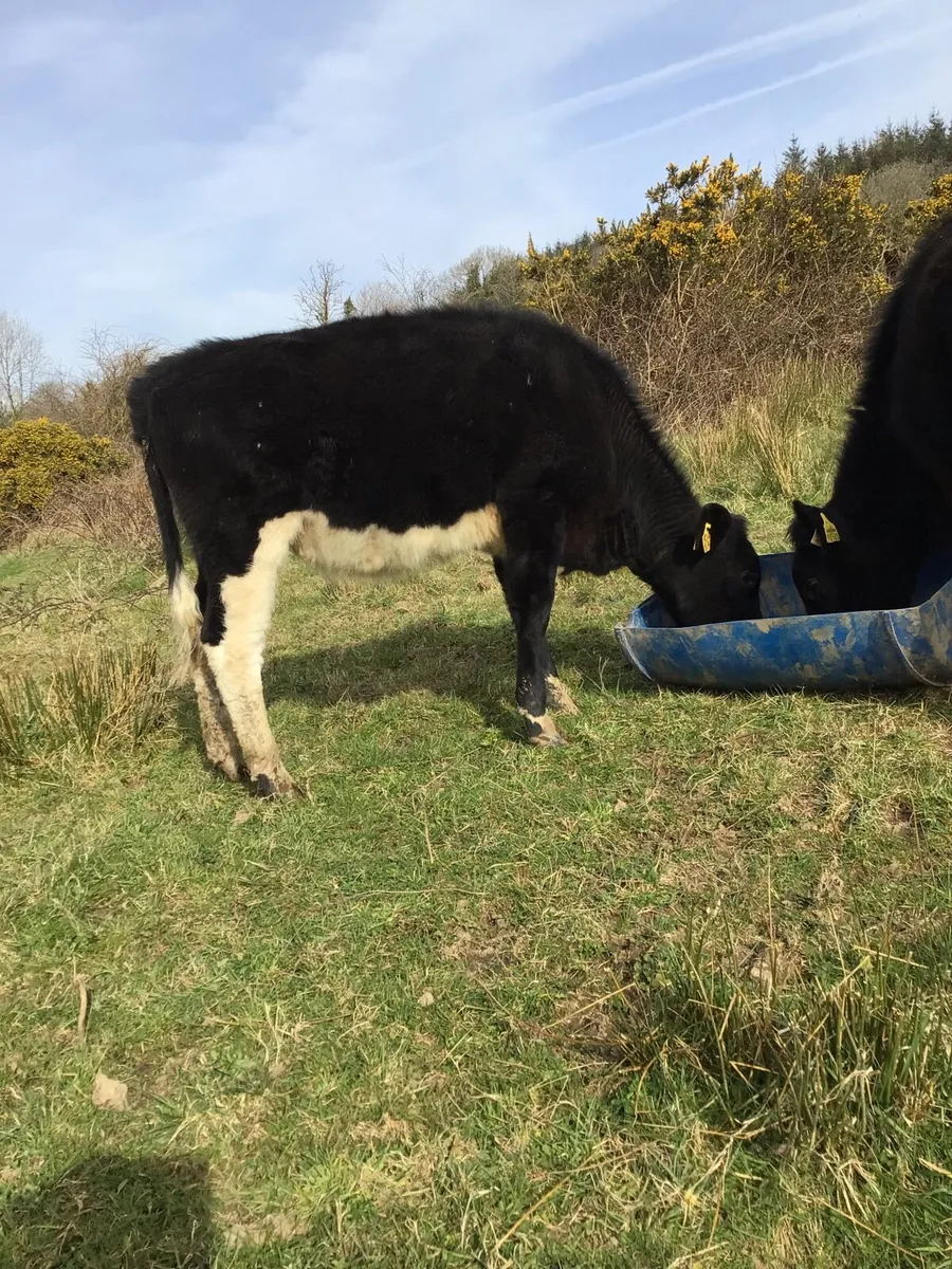 2 AA Heifers FOR SALE **** - Image 4
