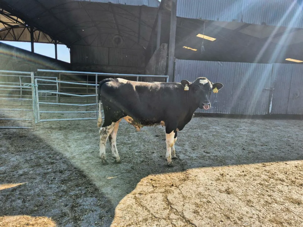 High EBI Pedigree Friesian Bulls - Image 1