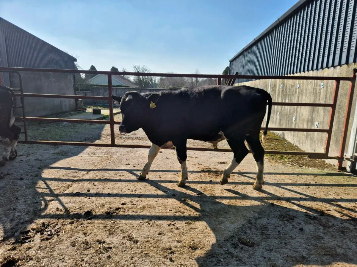 High EBI Pedigree Friesian Bulls - Image 2