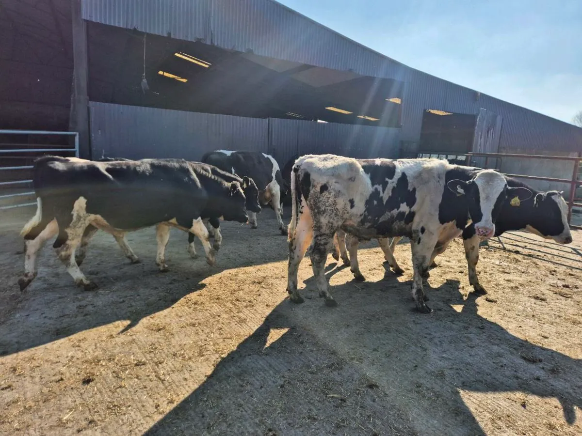 High EBI Pedigree Friesian Bulls - Image 3