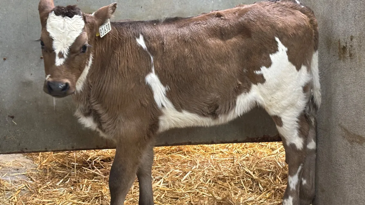 ⭐️Quality Aubrac Heifer Calf ⭐️ - Image 2