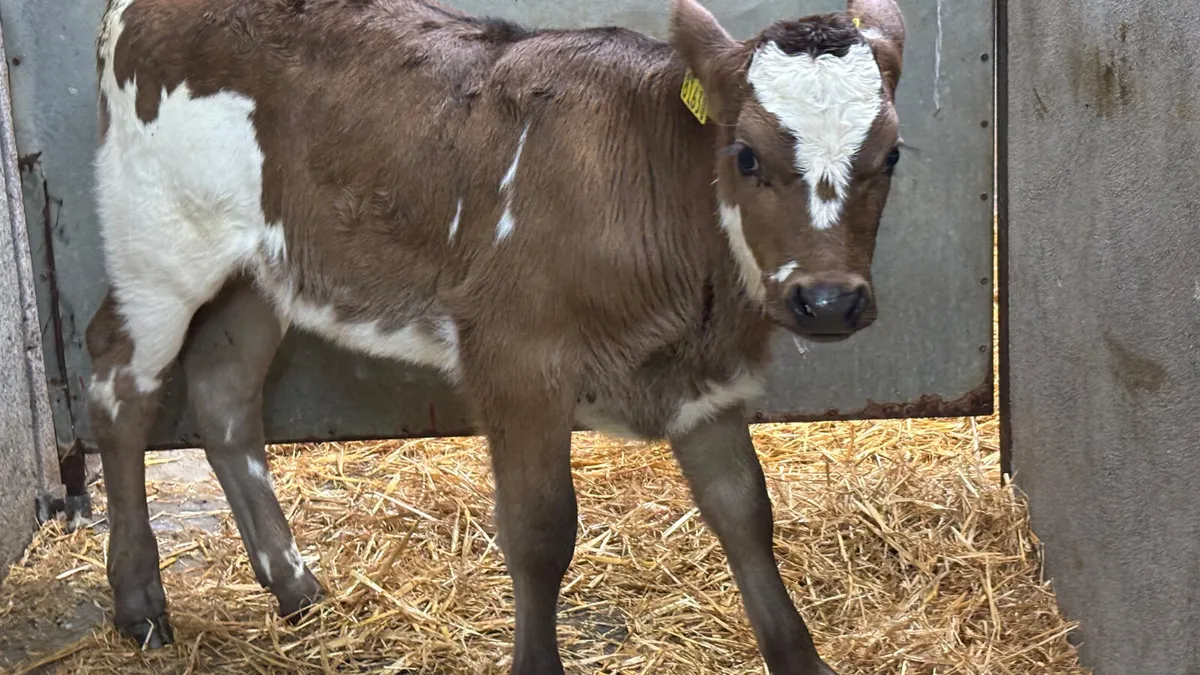 ⭐️Quality Aubrac Heifer Calf ⭐️ - Image 1