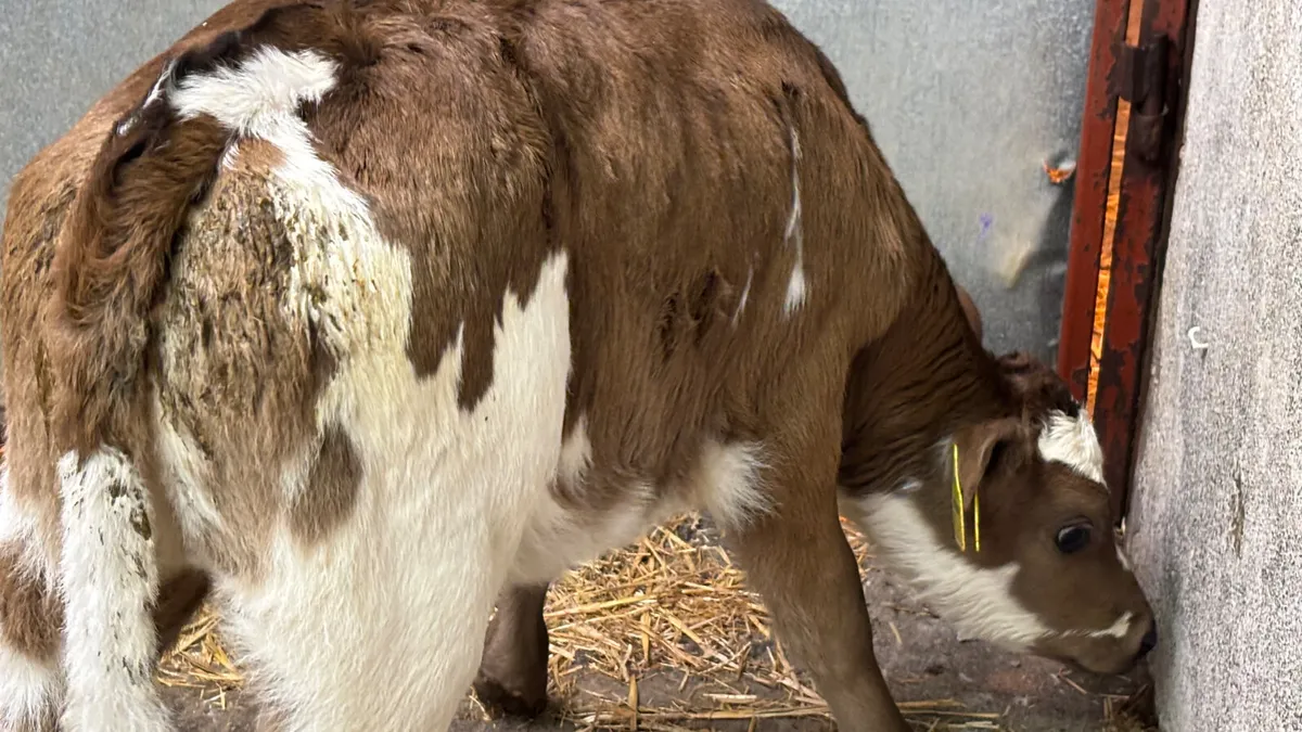 ⭐️Quality Aubrac Heifer Calf ⭐️ - Image 3