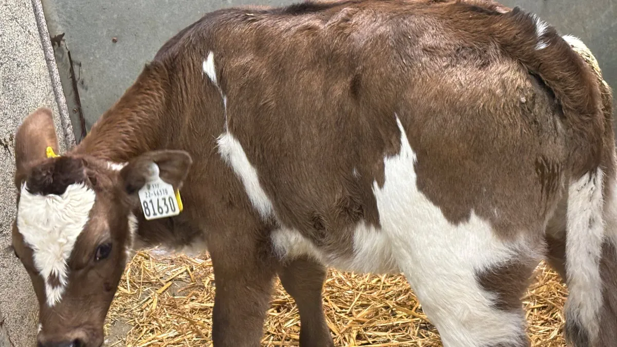 ⭐️Quality Aubrac Heifer Calf ⭐️ - Image 4