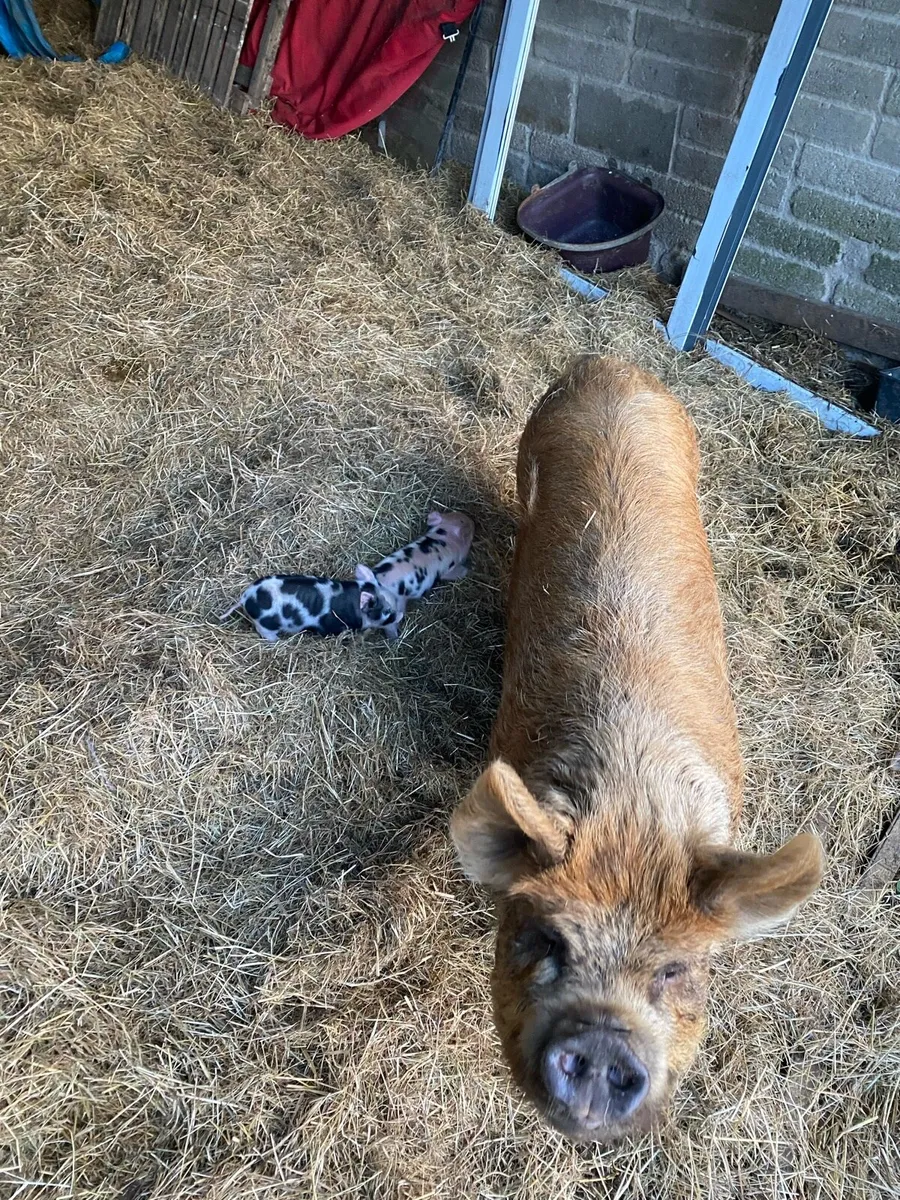 Kune Kune sows and piglet for sale - Image 1