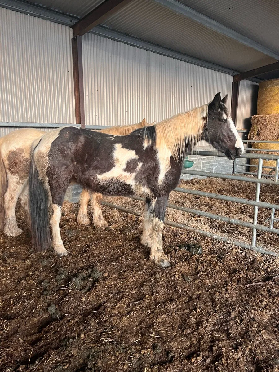 Piebald Mare - Image 1