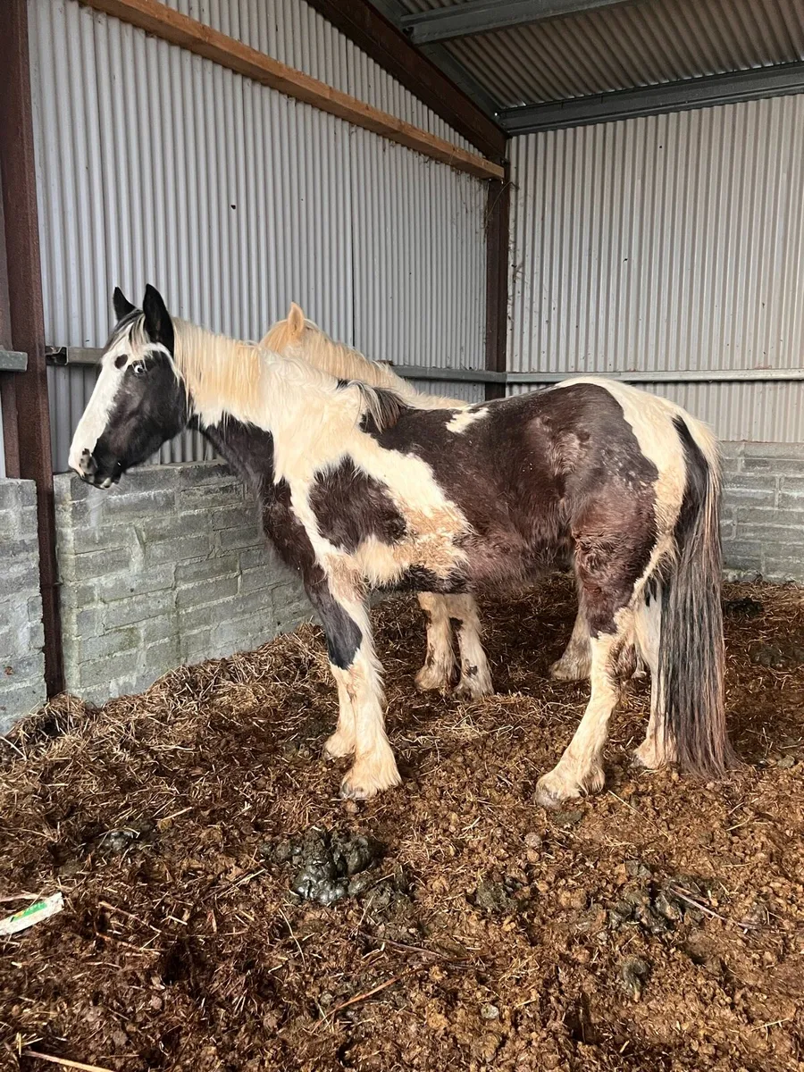 Piebald Mare - Image 2