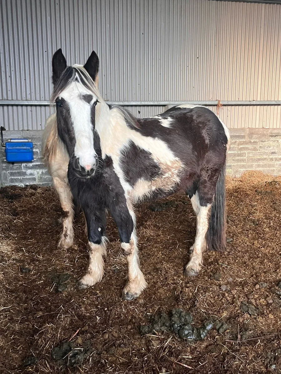 Piebald Mare - Image 3
