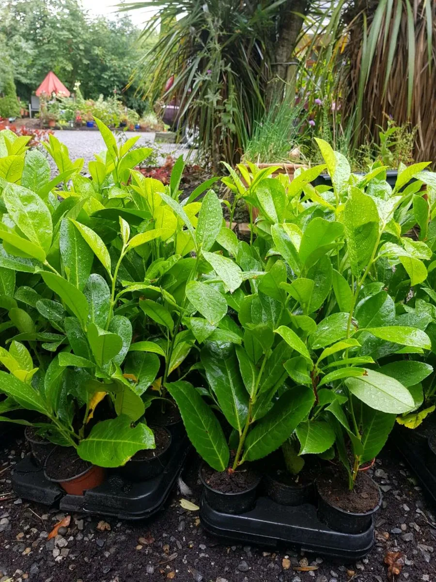 Laurel Hedging One Euro - Image 2