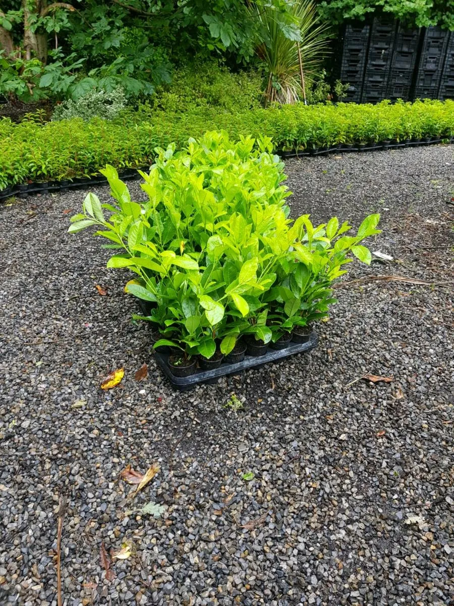 Laurel Hedging One Euro - Image 4