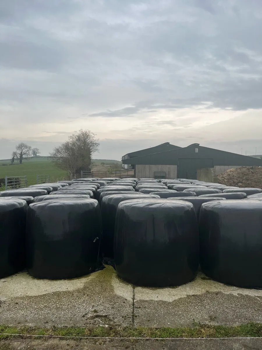 Round bales of silage - Image 2
