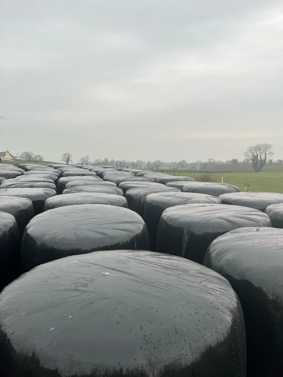 Round bales of silage - Image 3