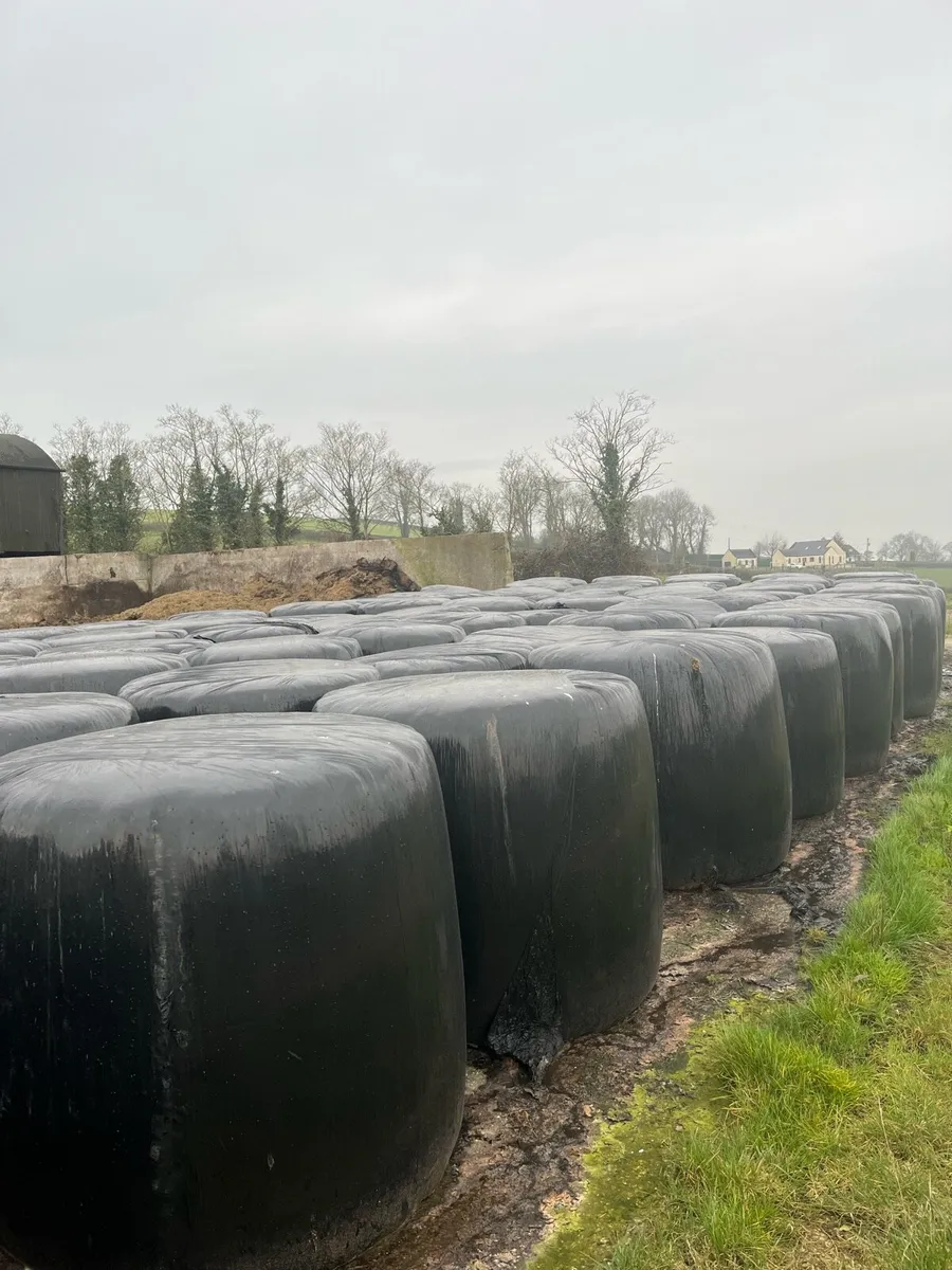 Round bales of silage - Image 4