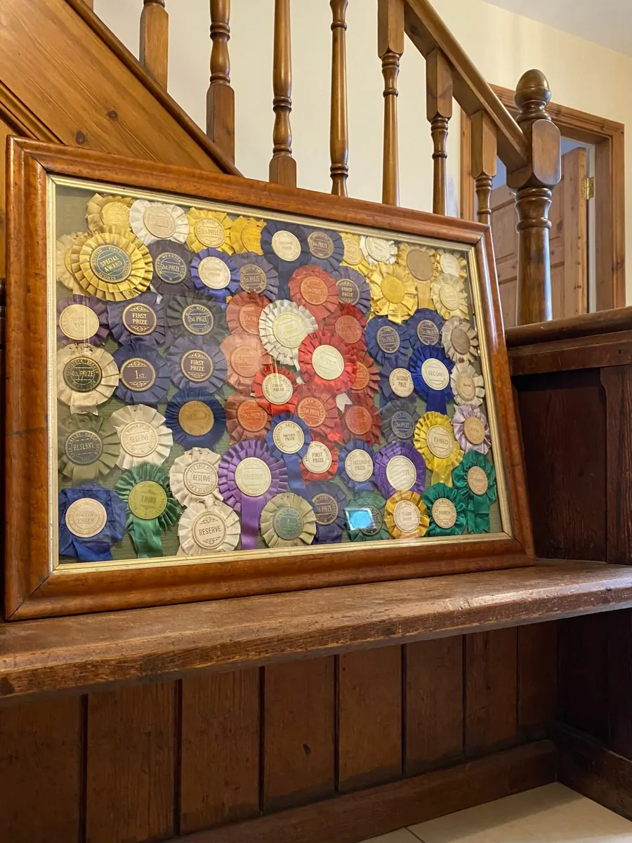 1940s etc Royal Dublin Horse Show Rosettes framed - Image 1
