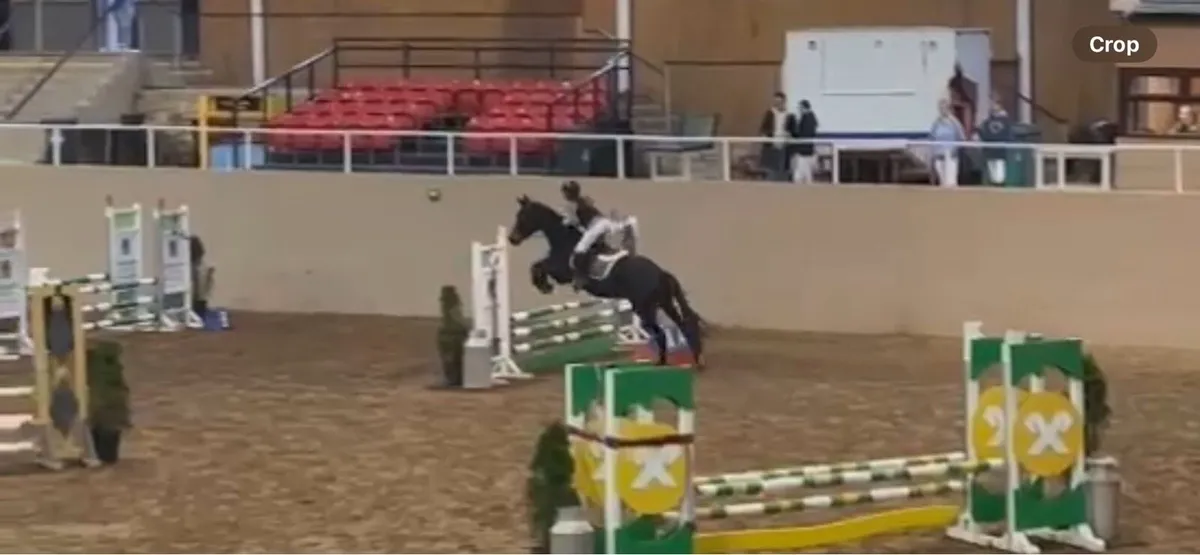 148cm 5yr old showjumping 1.10m Sji - Image 2
