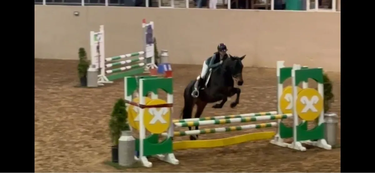 148cm 5yr old showjumping 1.10m Sji - Image 1