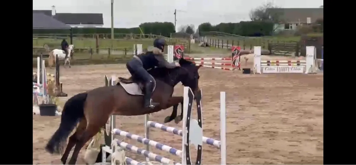 148cm 5yr old showjumping 1.10m Sji - Image 3