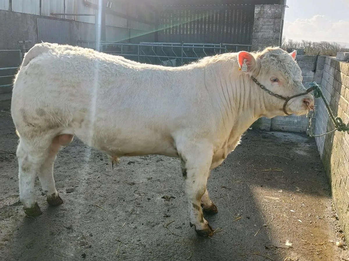 CHAROLAIS BULL - Image 1