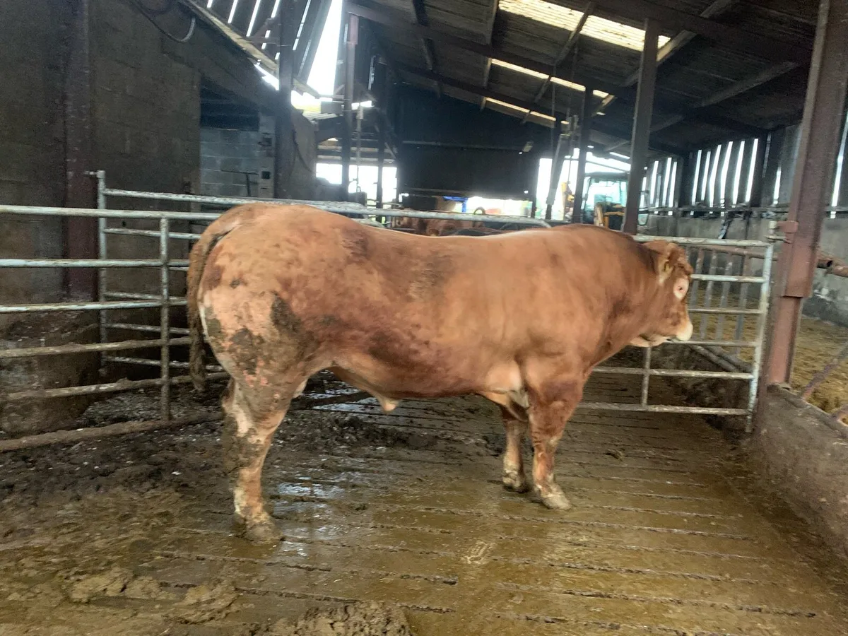 Pedigree Limousine Bull - Image 1