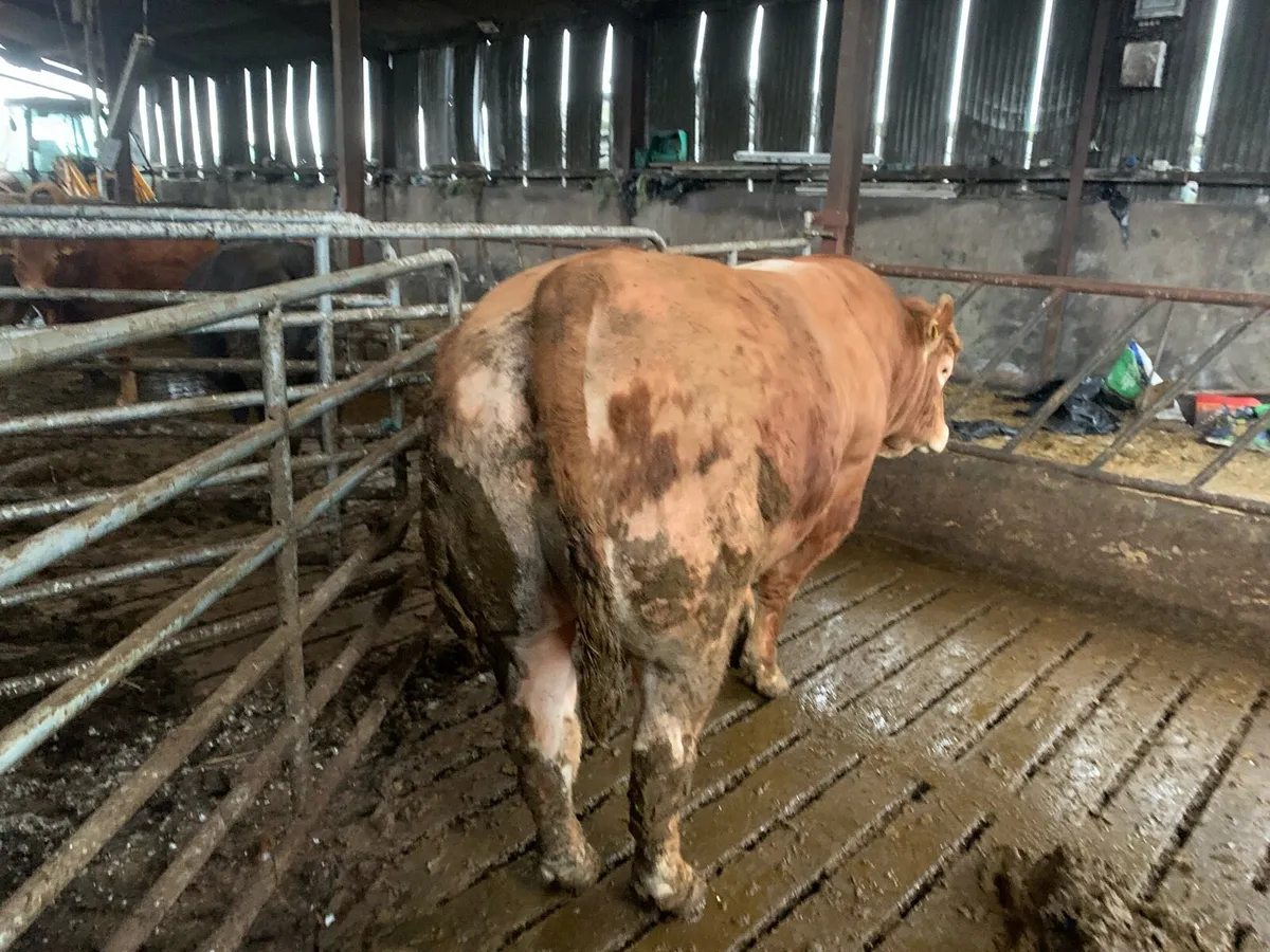 Pedigree Limousine Bull - Image 2