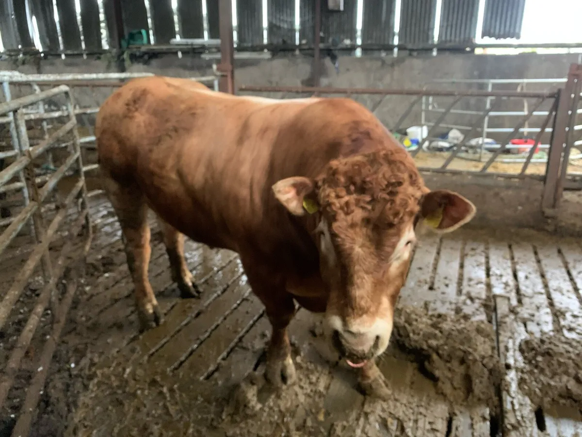 Pedigree Limousine Bull - Image 3