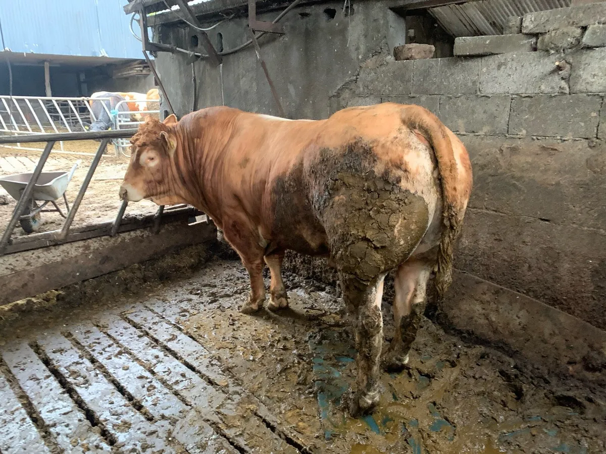 Pedigree Limousine Bull - Image 4