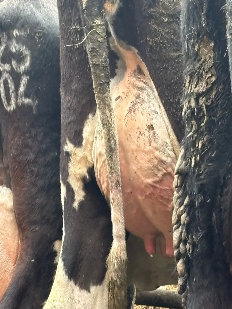 Selection of fresh calved cows and heifers - Image 1