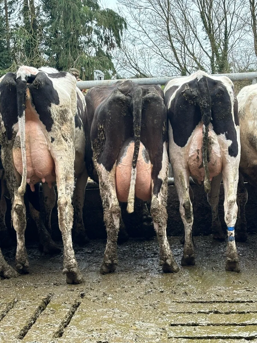 Selection of fresh calved cows and heifers - Image 3
