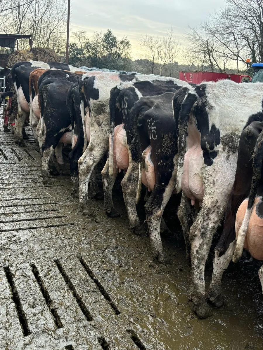 Selection of fresh calved cows and heifers - Image 4