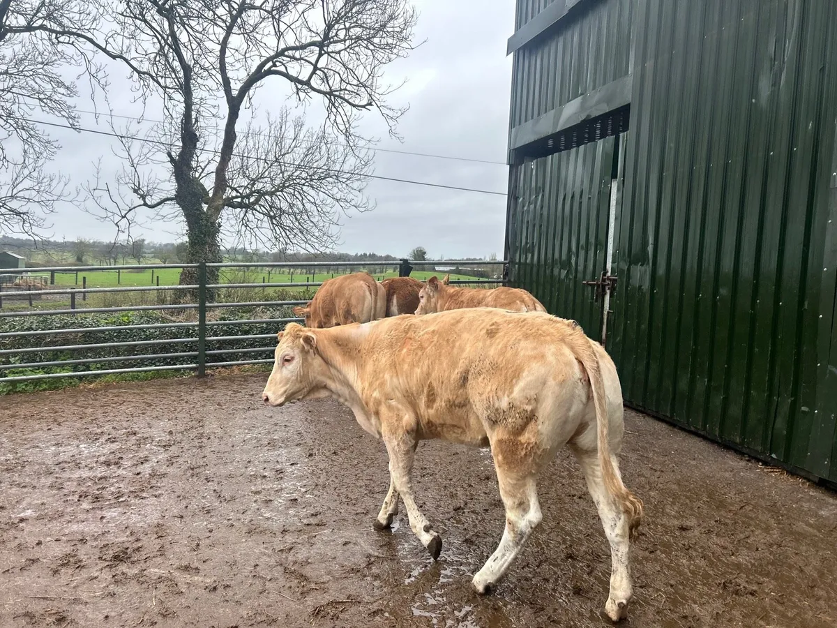 4 super 430 kg blonde heifers - Image 1