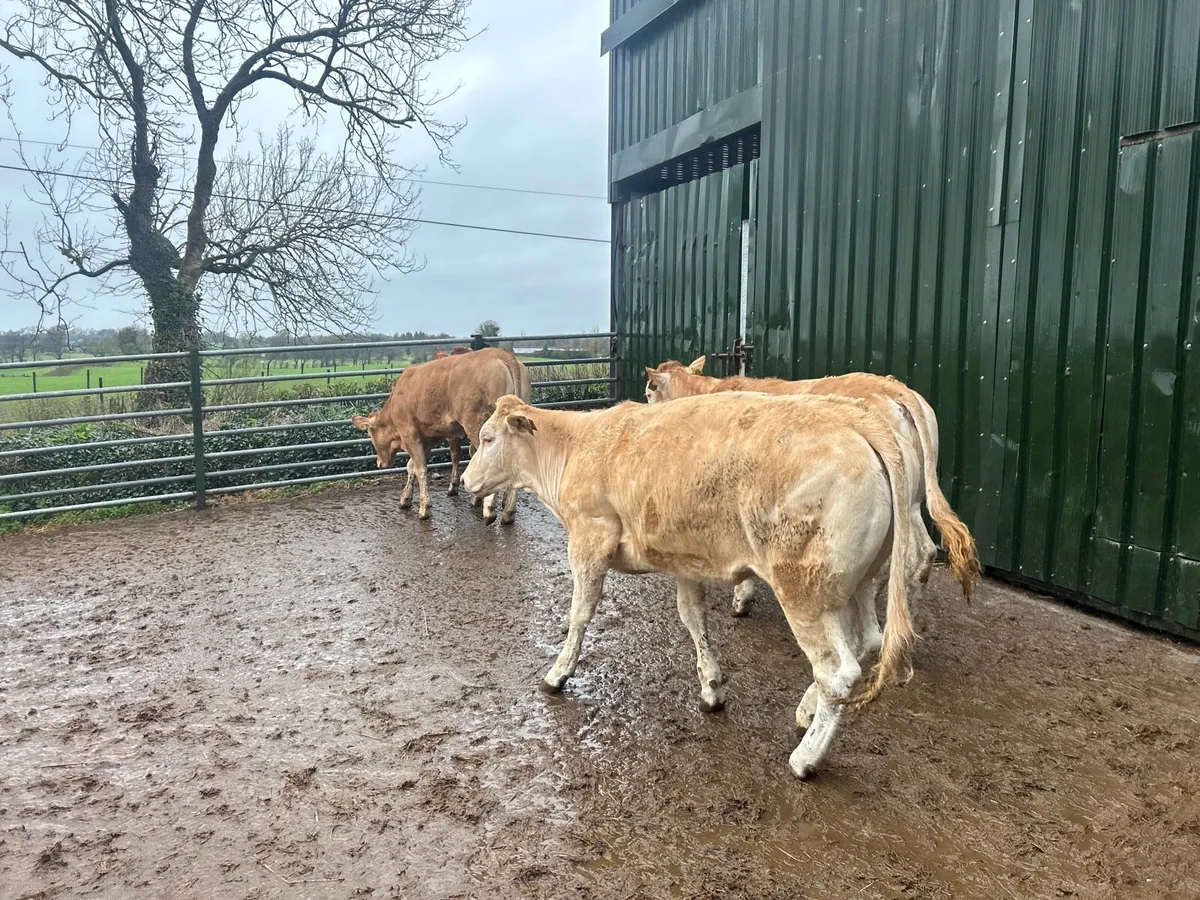 4 super 430 kg blonde heifers - Image 2