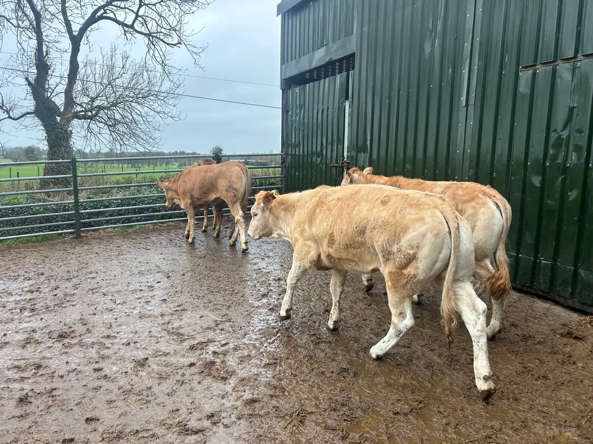 4 super 430 kg blonde heifers - Image 3