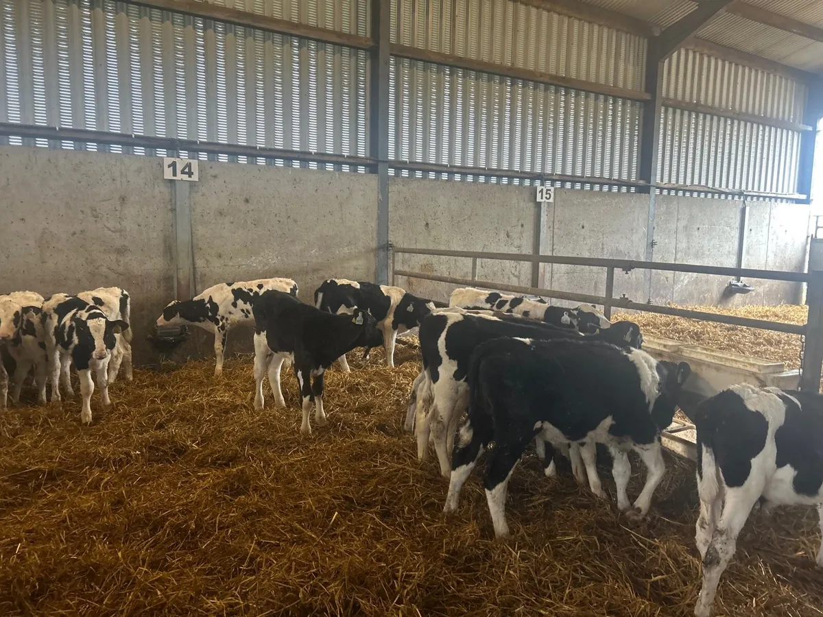 15 super weaned Frisian bulls - Image 2