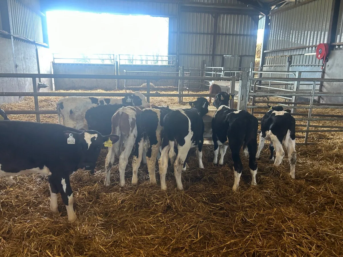 15 super weaned Frisian bulls - Image 3