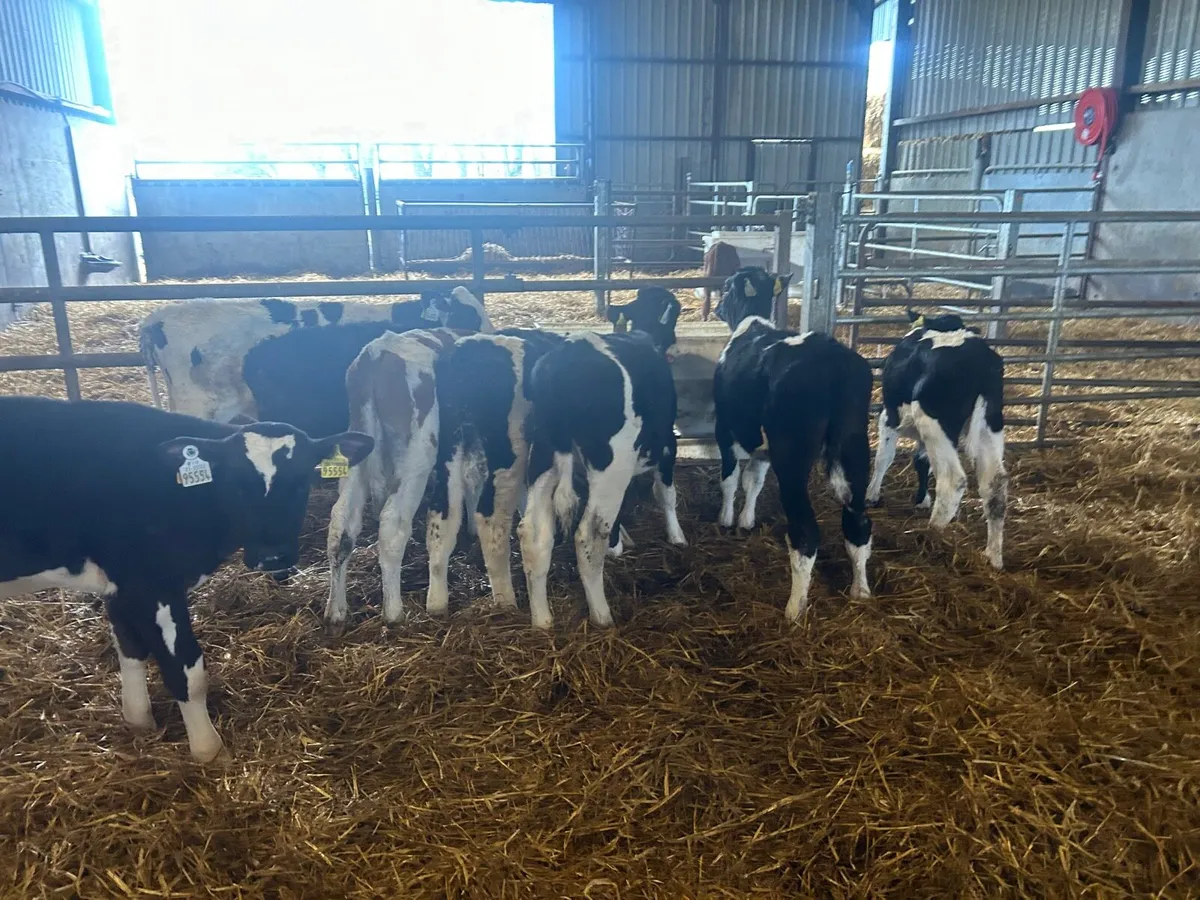15 super weaned Frisian bulls - Image 4