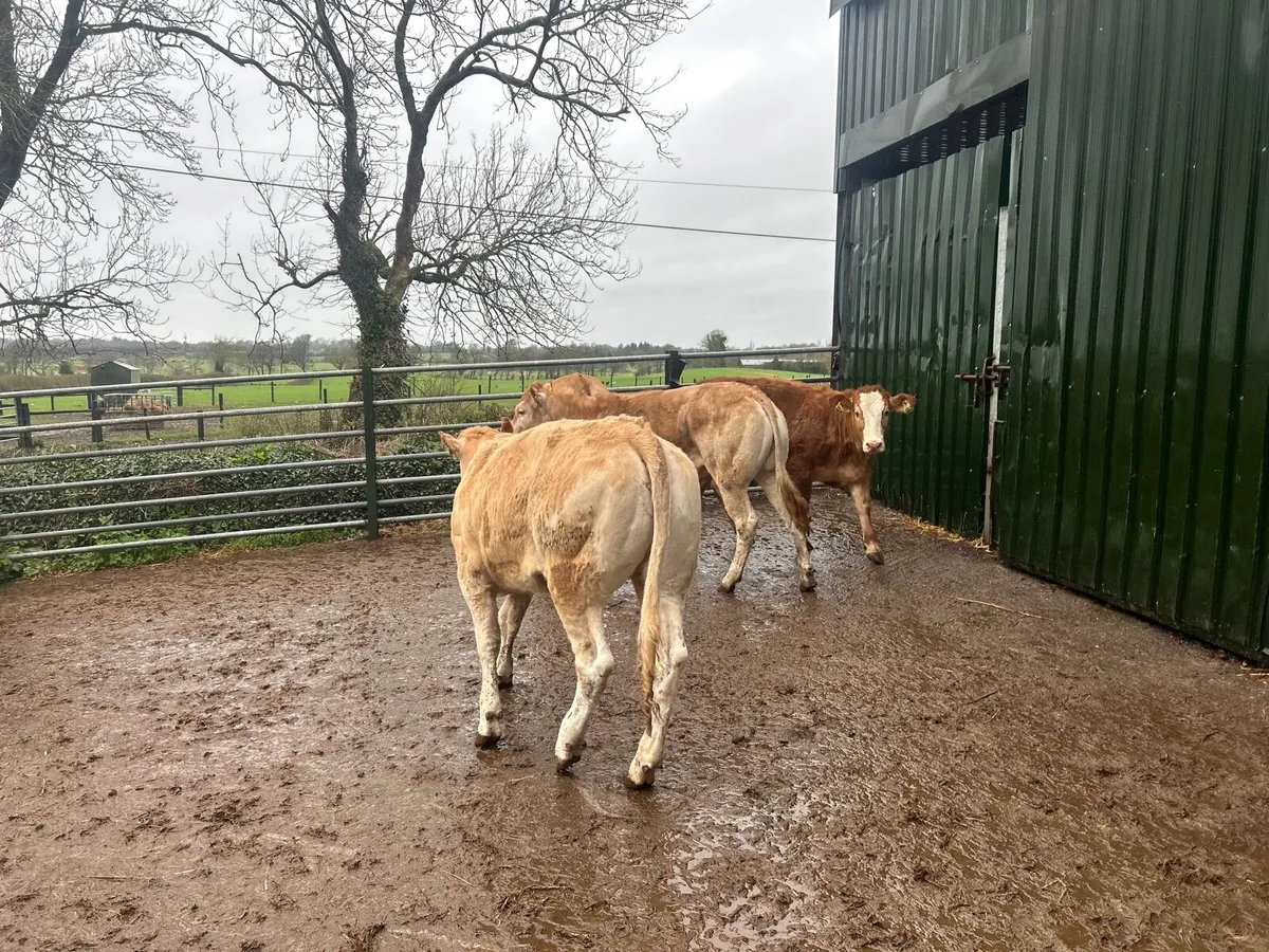 4 super 430 kg blonde heifers - Image 4