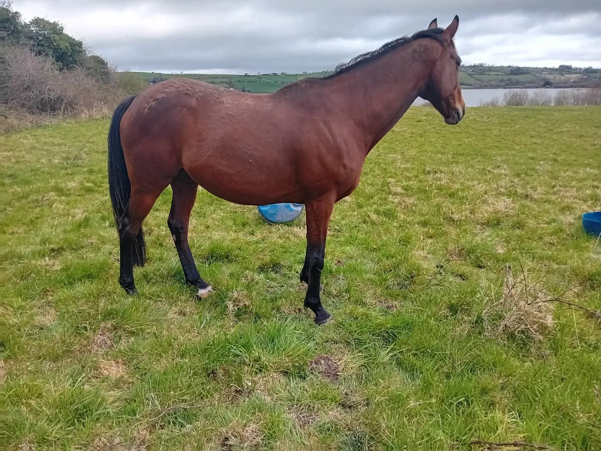 Mare in foal(covering fee paid) - Image 3