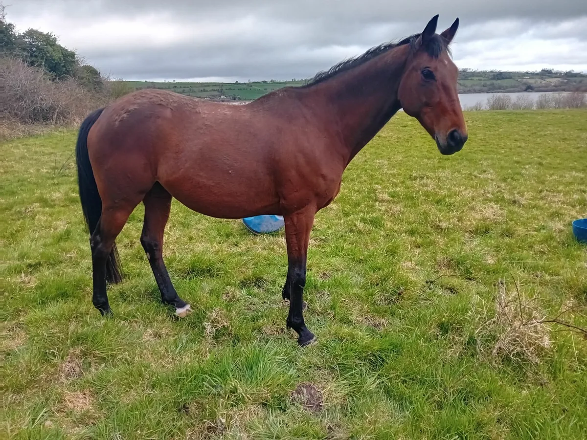 Mare in foal(covering fee paid) - Image 2