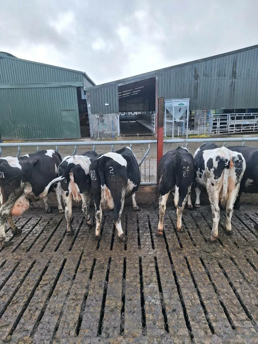 Cull cows - Image 1