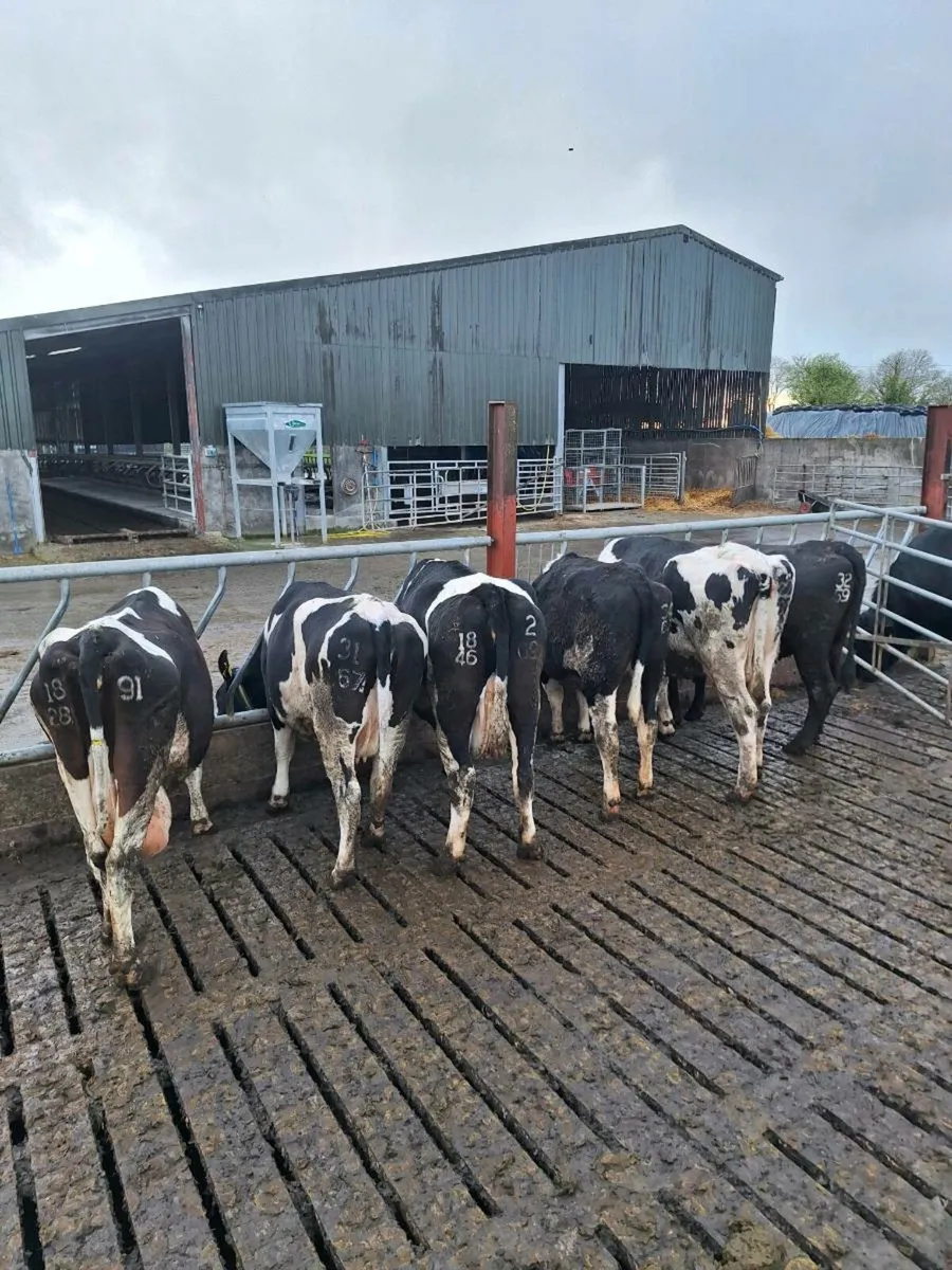 Cull cows - Image 2