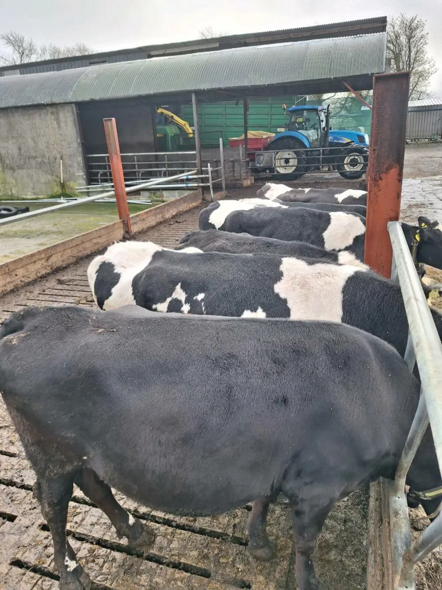 Cull cows - Image 3